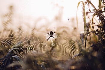 selective, focus photography, argiope aurantia spider, web, argiope, spider, focus, photography, insect, animal, grass
