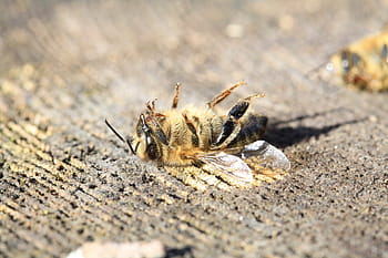 Biene, tot, Pestizid, varoa, Erwärmen, Futter, Insekten, Bestäuber, Garten, Natur, Makro