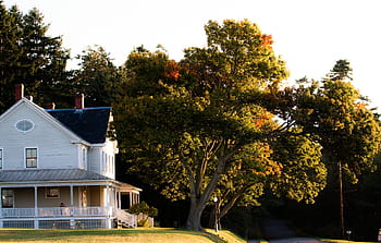 maison à côté de l'arbre, vert, feuille, Orange, fleurs, arbre, planté, de face, maison, des arbres, l'automne