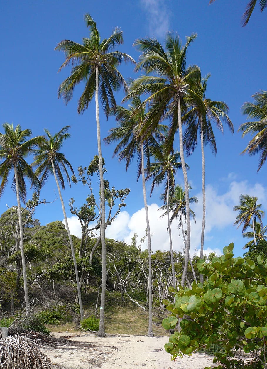 Caribbean, Martinique, Nature, coconut trees, trees, palm tree, tree, day, landscape