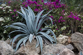 Zielony, roślina agawy, oprócz, skały, dzień, aloes, Vera, tworzenie, rośliny, kwiaty, ogród