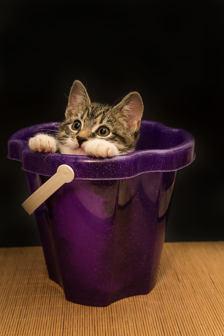 cat, small, mackerel, kitten, domestic cat, pet, cute, sweet, mieze, cat baby, cat face