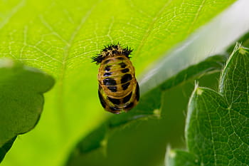 larva-ladybug-mummy-doll-twenty-two-point-royalty-free-thumbnail.jpg