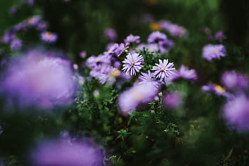 close-up de flores roxas, roxo, flores, flora, prado, violeta, natureza, flor, planta, verão, ao ar livre
