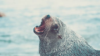 fotografia ravvicinata, Leone marino, foto, grigio, foca, animali, un animale, animali allo stato selvatico, mare, temi animali, fauna selvatica