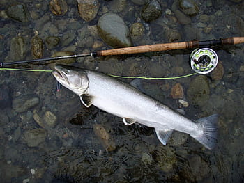 -, dolly varden, salvelinus malması, balık, Fotoğraf, kamu malı, salmonid, Balık tutma, fly-fishing, tazelik, Olta