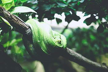 animals, reptiles, snakes, coil, tree, branch, leaves, still, bokeh, green