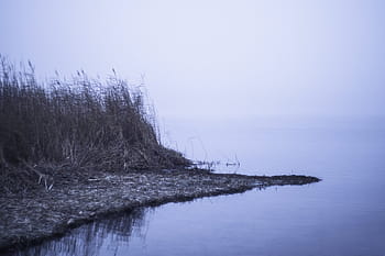 erba, corpo, acqua, in riva al lago, vista, nuvoloso, giorno, lago, nebbioso, natura, scena tranquilla
