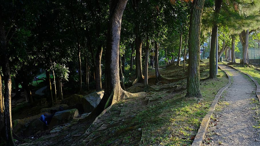 森、 木、 岩、 石、 トランク、 樹皮、 風景、 歩行者のカップル、 疲れた、 休息、 リラクゼーション