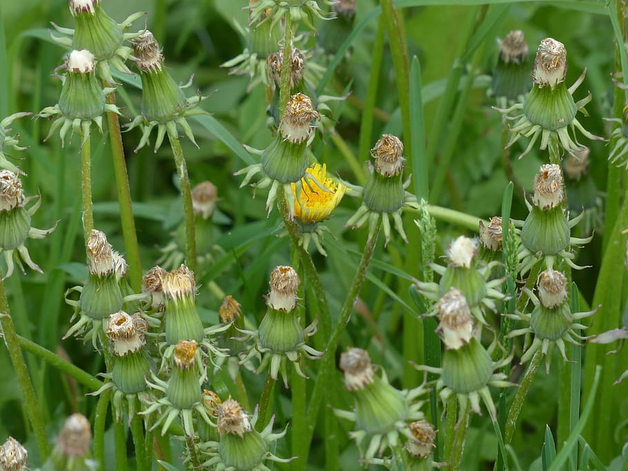 common dandelion, pointed flower, inflorescence, faded, taraxacum sect ruderalia, dandelion, taraxacum, weed, composites, asteraceae, leontodon
