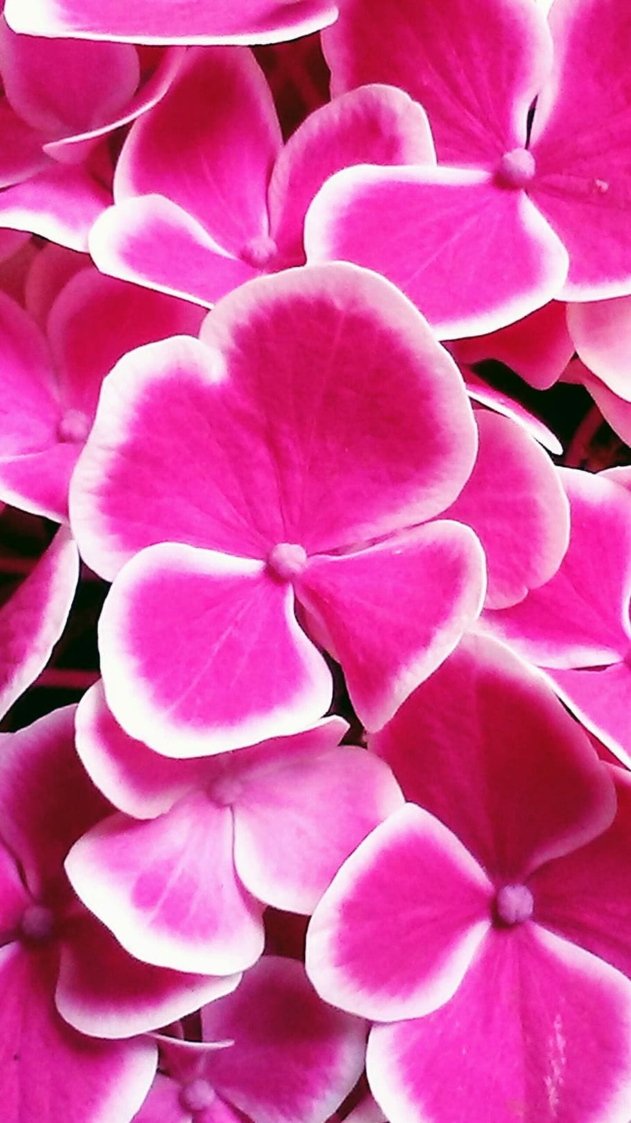 ortensia, fiore, fucsia