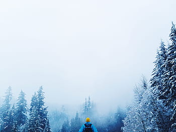 muž, modrý, Černá, Bunda, pinus strom, muž v modrém, pinus, strom, zimní, sníh, Příroda