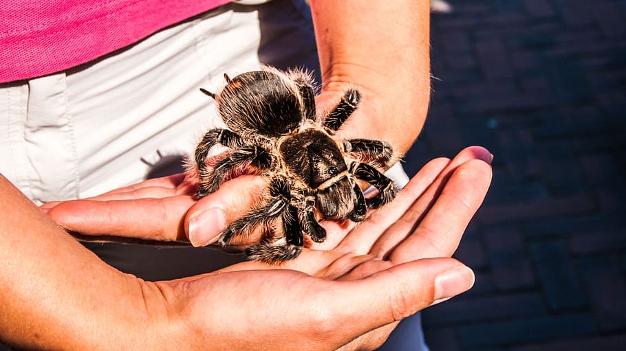 Tarantula, Animal, Zoo, wolhaarspin, nature, wild, animals, animal world, human body part, human hand, animal themes