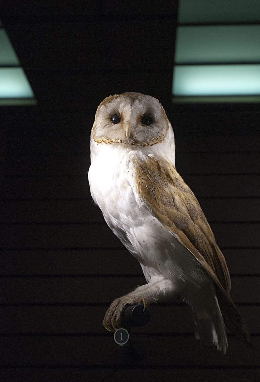 白、 灰色、 フクロウ、 メンフクロウ、 フクロウの納屋、 猛禽、 鳥、 目、 博物館、 1匹の動物、 動物のテーマ