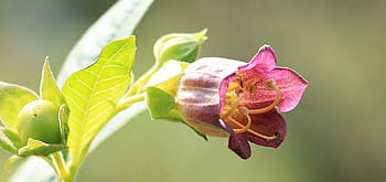 selektivní, zaostřovací fotografie, růžový, květy okvětní lístky, velký třešňový květ, rulík, atropa belladonna, rostlina, květ, bobule, keř