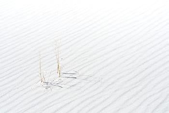 brown, grass, daytime, sand, plant, desert, white, white color, close-up, studio shot, indoors