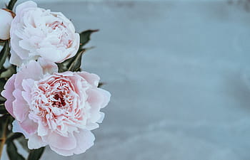 Nahaufnahmefoto, Rosa, Blütenblätter, Blumen, blühen, Natur, Strauß, Hochzeit, Dekoration, pinke Farbe, Romantik