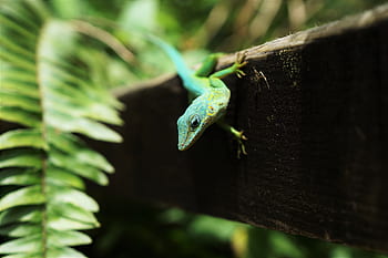 animals, reptiles, lizard, gecko, tree, bark, wood, leaves, ferns, cute, adorable