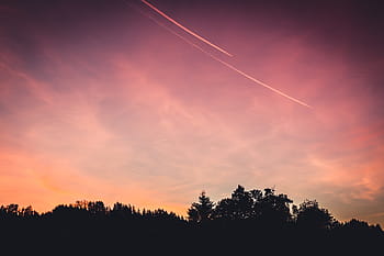 silhouette d'arbres, silhouette, grand, arbre, bordeaux, ciel, le coucher du soleil, crépuscule, contrails, des nuages, des arbres