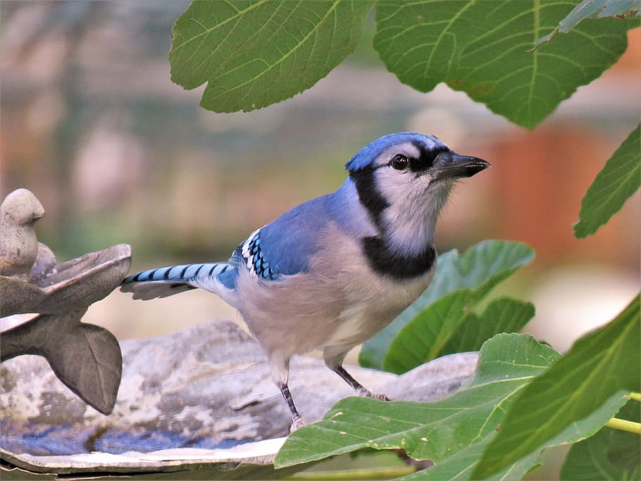 bird, blue jay, wildlife, blue and white