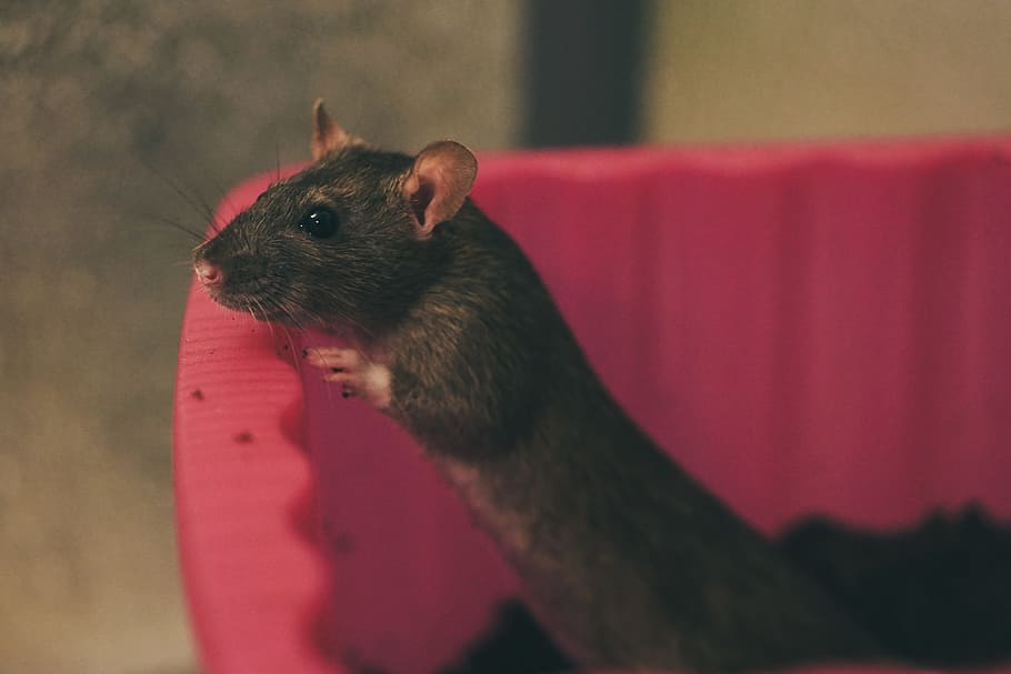 Rat, Color, Sweet, Smart, Rodent, color rats, nager, animal, ears, mammal, fur