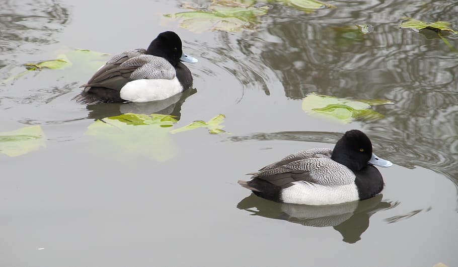 ducks, scaup, lesser, waterfowl, wildlife, lake, nature, wild, fowl, swimming