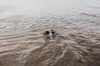 水、 犬、 海、 ペット、 子犬、 水泳、 自然、 動物、 ビーチ、 動物のテーマ、 野生の動物