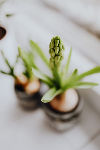 Jacinto, plantas, tarro, plantado, interior, primavera, jacintos, muscari, tarros