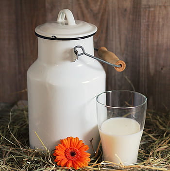 white, milk, drinking glass, milk can, glass, glass of milk, gerbera, flower, blossom, bloom, orange