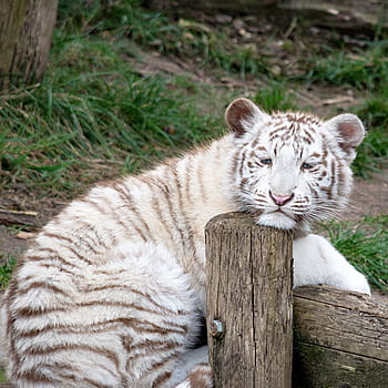 white, brown, tiger, log, animal, white tiger, predator, zoo, cat, dangerous, creature