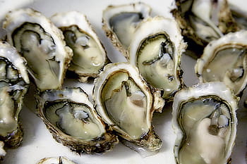 detailní, fotografování, otevřeno, ústřice, shell, plody moře, korýšů