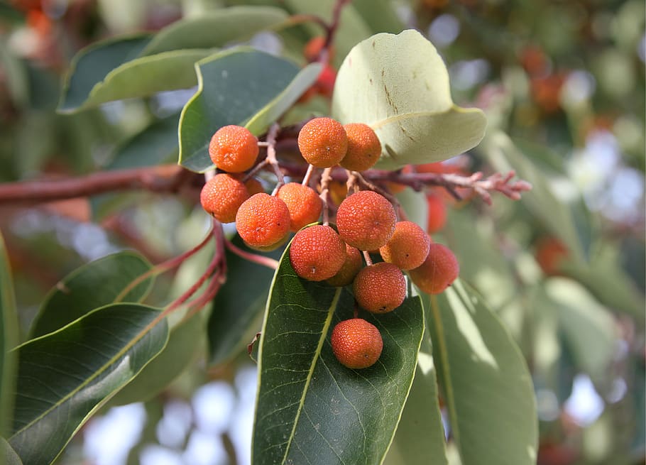 wild, fruit, forest fruit, nature, red, strawberry, arbutus, sweet, delicious, food, vitamins