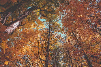 splendido autunno / caduta, colori autunnali, foresta, alberi, bellissima, Autunno, colori, natura, naturale, foglia, albero