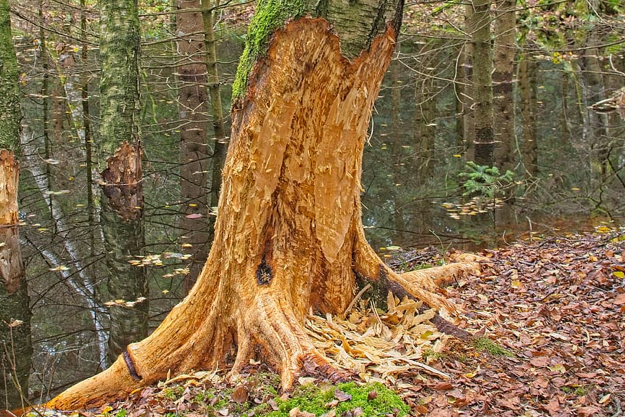 strom, log, bobr, jedl, krmení, Benagen, jídlo, kůra, divoké zvíře