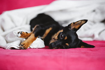 anjing, hewan peliharaan, hewan, imut, anak anjing, tidur, sedang tidur, menggemaskan, anjing kecil, tempat tidur merah muda, tempat tidur