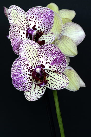 nachový, žlutá, orchideje, květiny, květ, bílá fialová, orchidej květina, listy, Příroda, rostlina, pupen