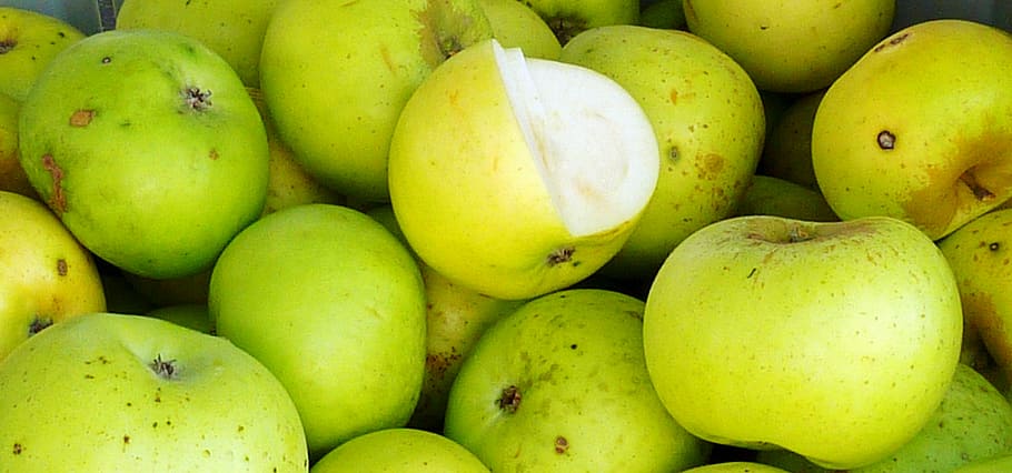 apple, apple tree, trees, leaves, boskop, harvest, fruits, healthy, landscape, light, nature