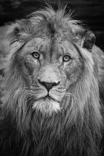 アフリカのライオン、 ライオン、 野生動物、 黒と白、 動物の肖像画、 大きな猫、 たてがみ、 自然、 捕食者、 サバンナ