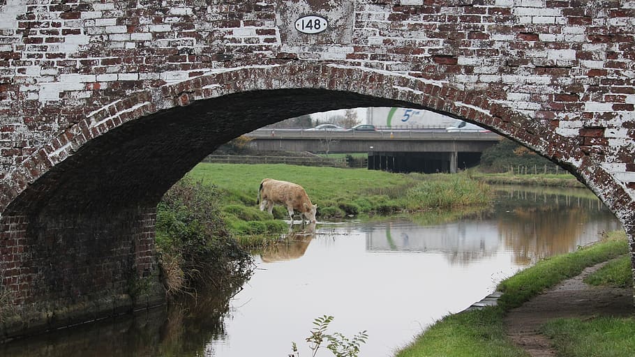žíznivý, býk, Béžové zvíře