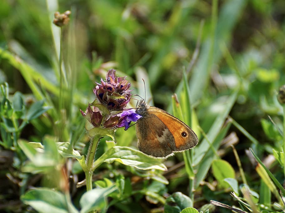 small meadow bird, fire falter, butterfly, butterflies, small fire falter, insect, orange, summer, animals, nature, meadow