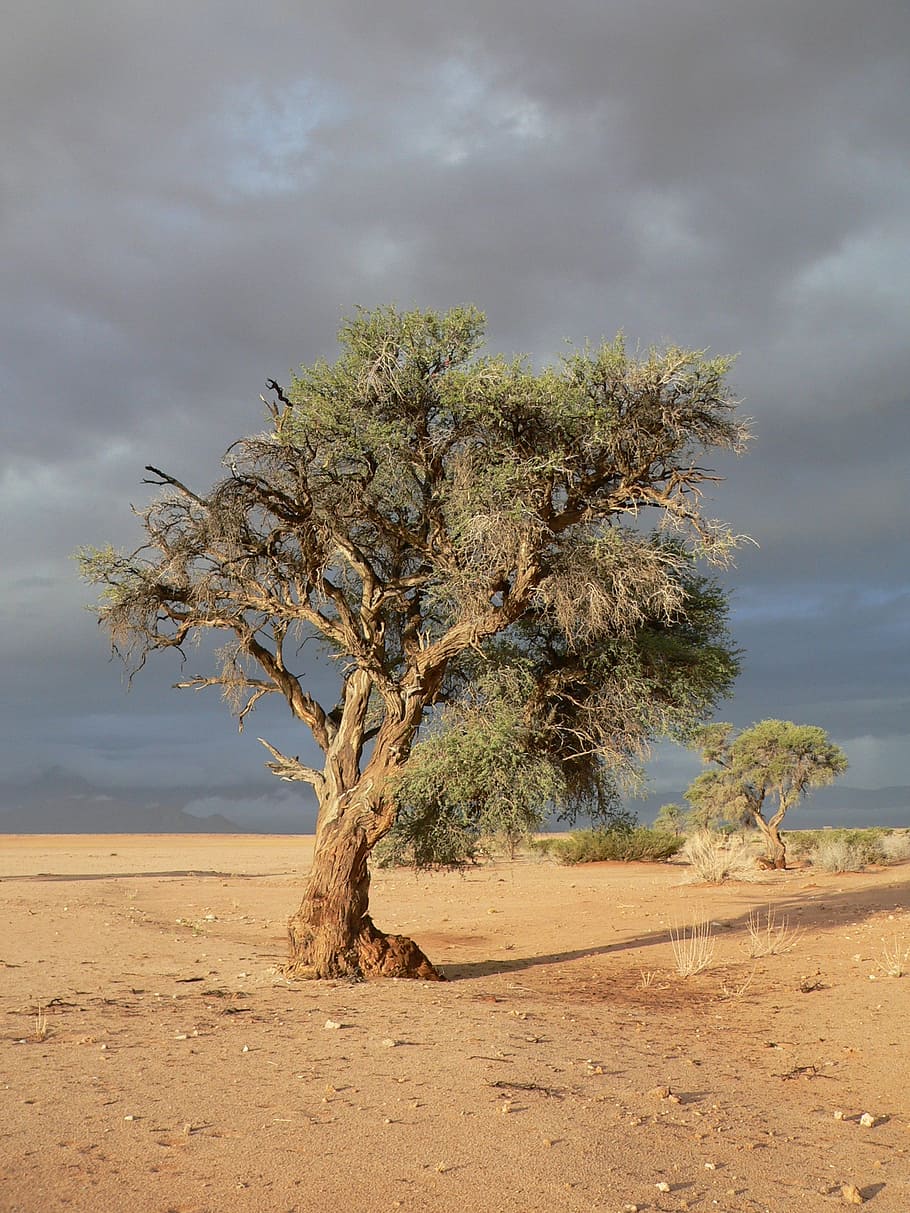 tree, steppe, drought, namibia, sand