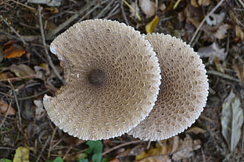 slunečník, schirmling, houba, obří schirmling, les, obrazovka houba, boletes, podzim, jedlý, obří obrazovka houba, čas hub