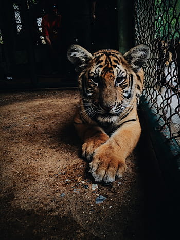 tiger inside cage, nature, wildlife, animal, tiger, paws, predator, stripes, cat, yellow, undomesticated Cat