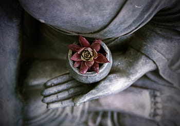 selektivní barevná fotografie, osoba, hospodářství, Červené, rostlina, růžový, květ, hliněný hrnec, Buddha, rozjímání, socha