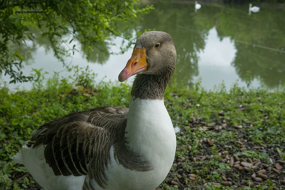 oca, zvířat, jezero, peří, dvounožec, fauna, zobák, zelená, prato, zvíře, pták