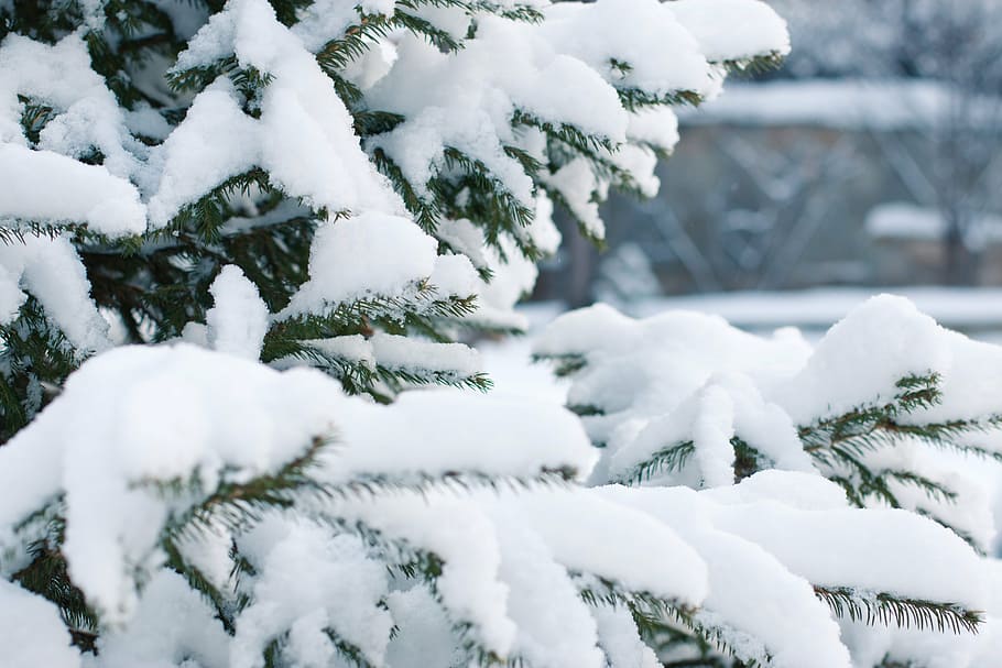 vicino, fotografia, la neve, coperto, albero, abete rosso, nevicata, cumulo di neve, fiocco di neve, albero di Natale, ramo