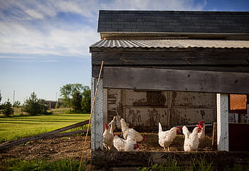 white chicken lot, chicken coop, farm, chickens, coop, chicken, poultry, hen, animal, bird, agriculture