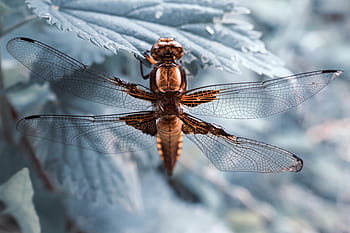 dragonfly insect, resting, leaf, Macro shot, dragonfly, insect, nature, animal, animals, ice, natural