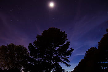 silueta stromu, stromy, les, měsíční svit, měsíční, Příroda, dřevo, siluety, noc, temný, nesmysly