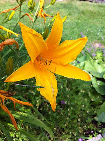 flower, lily, tiger lily, flowers, nature, summer, sweden, plants, plant, yellow, orange